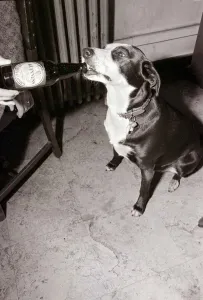 Mandy the Mongrel Dog Drinking Guinness from a bottle Mandy the Mongrel Dog Drinking Guinness from a bottle