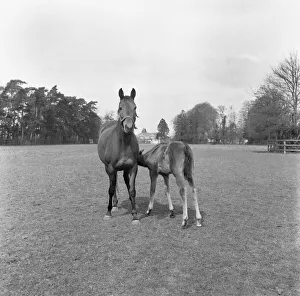 Mare and foal at the Eve Stud, Newmarket 25th May 1954 Mare and foal at the Eve Stud, Newmarket 25th May 1954