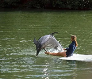 Marineland Miami Florida - February 1973 Dolphin being trained by girl Marineland Miami Florida - February 1973 Dolphin being trained by girl