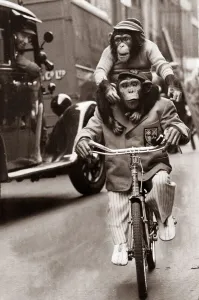 Marquis the Chimpanzee riding a bicycle and carrying two year old Baron on his shoulders Marquis the Chimpanzee riding a bicycle and carrying two year old Baron on his shoulders