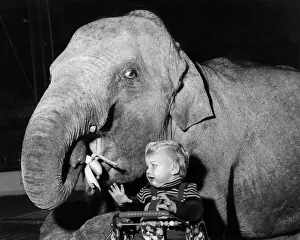 Maureen the elephant steals baby Bobby's banana, making him cry as he sits in his Maureen the elephant steals baby Bobby's banana, making him cry as he sits in his