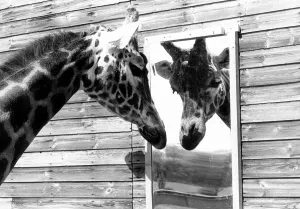Maxi the Giraffe was lonely being on his own at Flamingo land wildlife park in Yorkshire Maxi the Giraffe was lonely being on his own at Flamingo land wildlife park in Yorkshire