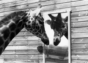 Maxi the giraffe looking at his reflection in the mirror May 1980 P011755 Maxi the giraffe looking at his reflection in the mirror May 1980 P011755