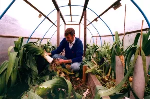 Mel Daglish in South Moor whos championship leeks have been slashed in his allotment in Mel Daglish in South Moor whos championship leeks have been slashed in his allotment in
