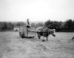 A member of the Land Army driving a oxen cart Women fulfilling Mens work duties A member of the Land Army driving a oxen cart Women fulfilling Mens work duties