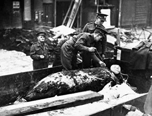 Members of the Bomb disposal squad measuring the length of a time delayed bomb taken Members of the Bomb disposal squad measuring the length of a time delayed bomb taken