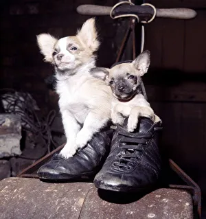 Mexican chihuahuas Wee Willie Winkie and Gingernut playing inside a pair of shoes June Mexican chihuahuas Wee Willie Winkie and Gingernut playing inside a pair of shoes June