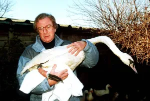 Michael Caine actor with injured swan being treated at Dot Beesons Sanctuary in Surrey Michael Caine actor with injured swan being treated at Dot Beesons Sanctuary in Surrey