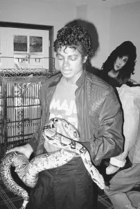 Michael Jackson seen here with Musles the boa constricter. September 1983 Michael Jackson seen here with Musles the boa constricter. September 1983