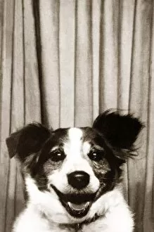 Images Dated 1st February 1974: Mick the Collie Terrier - February 1974 smiles for the camera