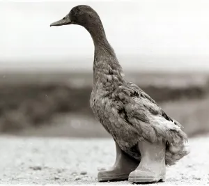 Mildred the Duck - wearing a pair of wellies - June 1980 Mildred the Duck - wearing a pair of wellies - June 1980