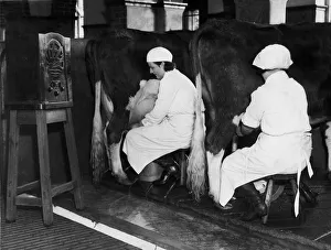 Milking to Music - At Witley Park Diary, near Godalming Milking to Music - At Witley Park Diary, near Godalming