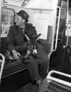 Mini-moke goes by bus! Ron Brewer knows all about donkeys Mini-moke goes by bus! Ron Brewer knows all about donkeys