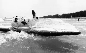 00003 Prints: 1981 Hazel the Surfing Rabbit Print