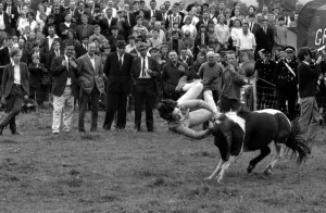 00004 Prints: Llangollen Rodeo Print - Bullocks and Ponies