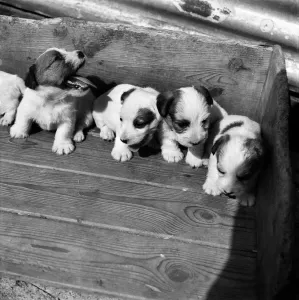 00008 Prints: Print of Terrier Puppies at Lucars Kennels in Hertfordshire