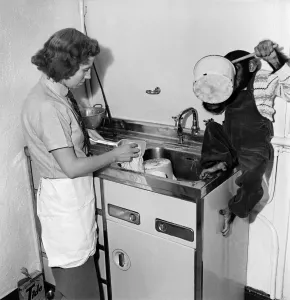 00010 Prints: Susan's pet chimpanzee helps with household chores, October 1952 Print