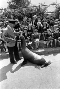 00012 Prints: London Zoo Print: Sea-Lion Performance