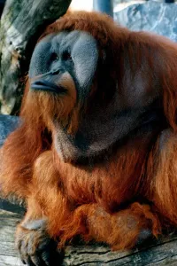 00018 Prints: Adam the Orang-utan Print (00018)
