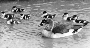 00018 Prints: Egyptian Goose Print with Goslings in Water