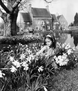 00023 Prints: Print of Lady Silvy Thynne picking flowers outside her home