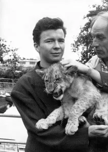 00024 Prints: Print of Rick Astley with a lion cub at Windsor Safari Park