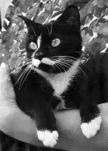 00027 Prints: Print of a cat discovered in a London government office