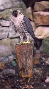 00028 Prints: A Peregrine and Gyr Falcon Hybrid Print