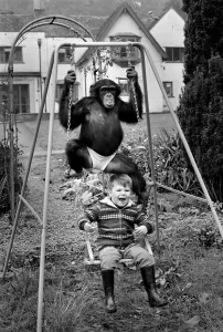 00032 Prints: Black and white photograph print of a 2-year-old boy on a swing