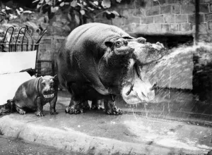 00033 Prints: Myra the hippo at Chester zoo