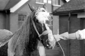 00033 Prints: Print of a Piebald Welsh Cob Pony in Mud