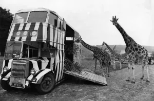 00034 Prints: Longleat Giraffes Inspect Bus Print, October 1973