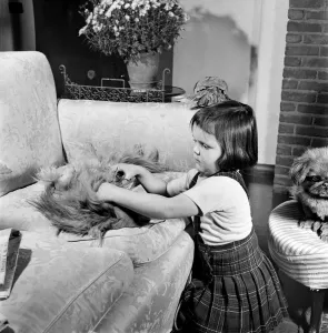 00037 Prints: A black and white print of a child trimming a dog's fur
