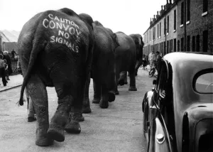 00037 Prints: Elephants Marching Up a Street Print