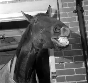 00039 Prints: Foinavon 1967 Grand National Winner Print