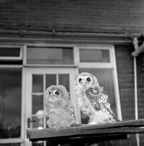 00039 Prints: Owls Print, a 1960 photograph