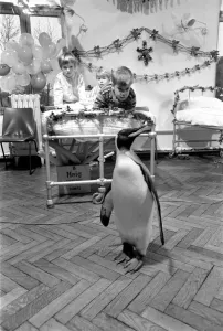 00040 Prints: A King Penguin visits a children's ward at Seacroft Hospital, Leeds