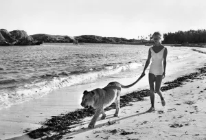 00042 Prints: Virginia McKenna with Boy, a lion who attacked her in 1964