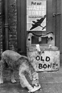00043 Prints: War on Waste Print: A Canine Donates Bone to Recycling
