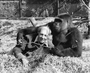 00044 Prints: Etoumbie the gorilla with zoo keeper John Aspinall Print August 1982