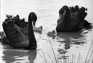 00047 Prints: Two Australian Black Swans with Cygnets Print (00047)