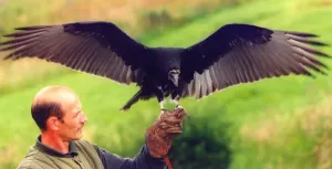 00047 Prints: Kielder Turkey Vulture Print