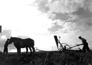 00048 Prints: Brain Randle Print, 18th World Ploughing Contest