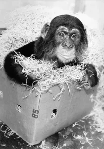 00049 Prints: Baby Chimp Victoria, London Zoo Print, November 1985