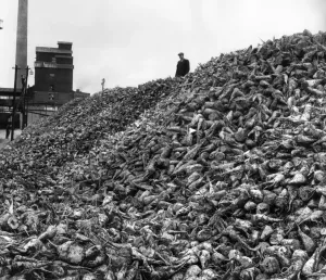 00049 Prints: Print of Mountain of Sugar Beet outside Brigg Factory
