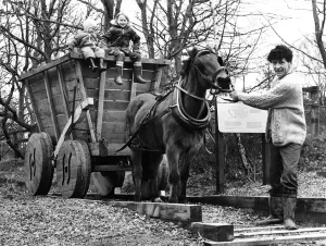 00052 Prints: Dawn the Horse Reluctant at Causey Arch Print (00052)