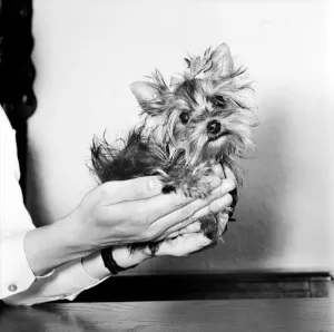 00052 Prints: Small dog print, April 1977