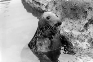 00052 Prints: Sammy the Seal Print at London Zoo, February 1975