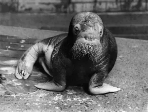 00053 Prints: Walrus Print, March 1967