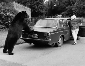 00055 Prints: Print of a Canadian black bear pushing an old car